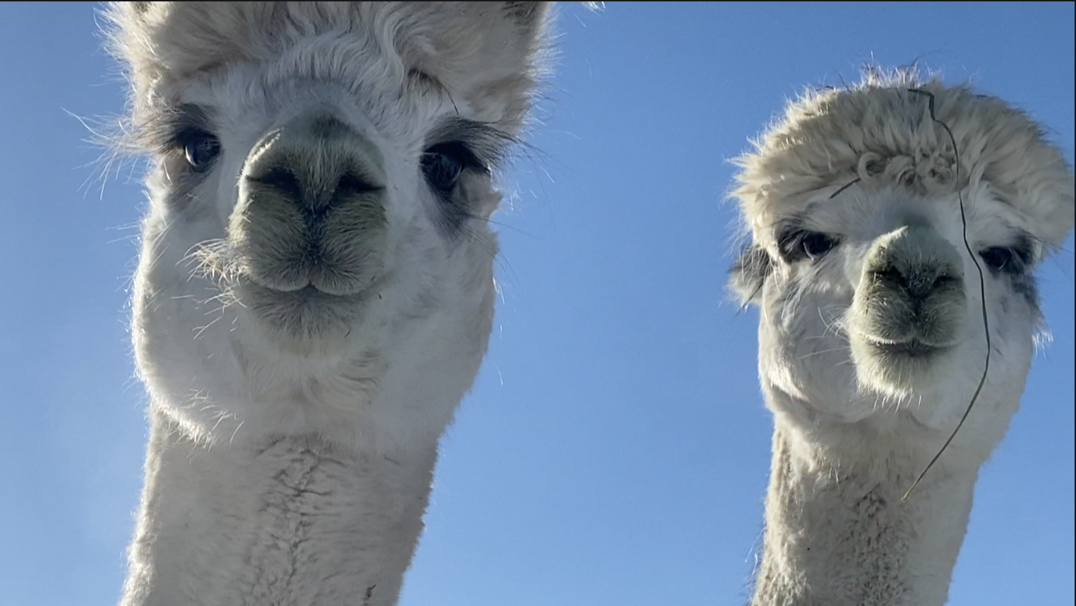 Alpacas of Montana share how they keep their furry friends warm - Vimarsana News